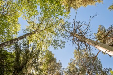 Ormandaki uzun ağaçların taçlarının altından mavi gökyüzüne doğru. Çam ağaçlarının alt manzaralı arkaplan.