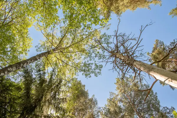 Ormandaki uzun ağaçların taçlarının altından mavi gökyüzüne doğru. Çam ağaçlarının alt manzaralı arkaplan.