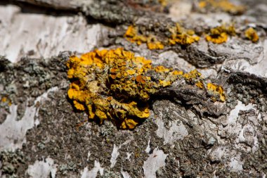 Geçmişi. Ağaç kabuğu dokusu ya da arka plan. Ağaç kabuğundan yapılmış doku. Güzel huş ağacı gövdesi. Kavramsal görüntü. Huzurlu doğa.