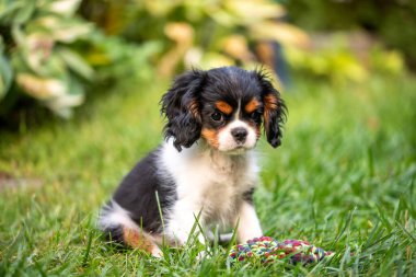 Şövalye Kral Charles spaniel köpek yavrusu yeşil çimlerin üzerinde.