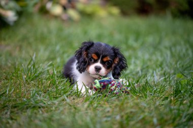 Şövalye Kral Charles spaniel köpek yavrusu yeşil çimlerin üzerinde.