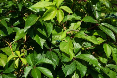Yazın Parthenocissus Inserta 'da erkek kertenkele. Ayrıca çalılık sürüngeni, sahte Virginia sürüngeni, oduncu ya da üzüm odunu olarak da bilinir. Doğu Yeşil Kertenkele, Lacerta viridis.