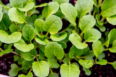 Küçük bok choi fideleri (bok choy veya Çin lahanası). Balkonda saksılarda organik sebzeler yetiştiriyor.