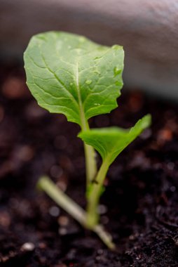 Küçük bok choi fideleri (bok choy veya Çin lahanası). Balkonda saksılarda organik sebzeler yetiştiriyor.