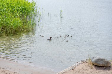 Bir ördek sürüsü suda yüzer..