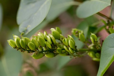 Leylak dalında yeşil tohum kabukları. Şırınga kabuğu ve yaygın isimleri leylak ya da leylak bitkisi..