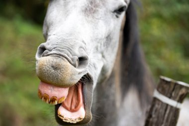 At dişlerini göstererek gülüyor. Soluk beyaz gri bir atın portresi.