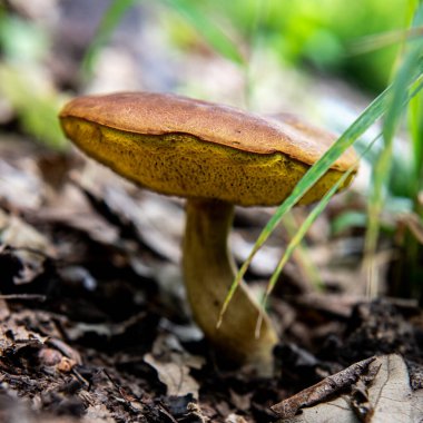 Kuru yaprakların arasında yetişen kahverengi bir mantar..