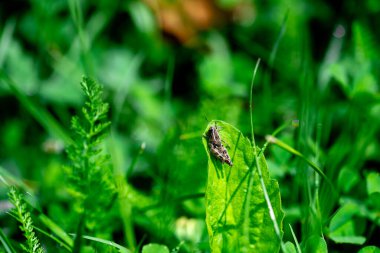 Pitus, Acrididae familyasından, Oedipodinae alt familyasından ve Locream kabilesinden tek tip bir çekirge cinsidir. Bu cinsteki tek tür Çıngıraklı Çekirge olarak da bilinen Pthe Stridulus 'tur..