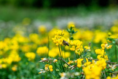 Bir bal arısı, güneşli bir günde canlı sarı çiçeklerden nektar toplar ve doğanın tozlaşmasını gösterir..