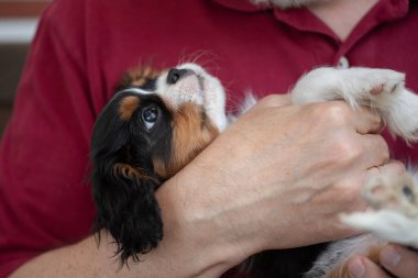 Üç renkli süvari kralı Charles Spaniel köpek yavrusu. Yavru köpek portresi.