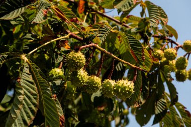 Konker ağacı dalında at kestanesi - Aesculus hipocastanum meyvesi. Sonbahar parkında olgunlaşmış kestane