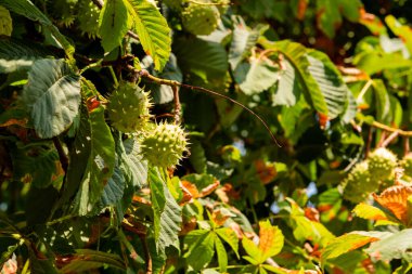 Konker ağacı dalında at kestanesi - Aesculus hipocastanum meyvesi. Sonbahar parkında olgunlaşmış kestane