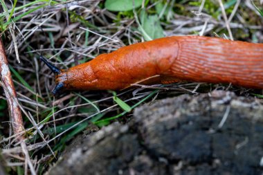 İspanyol sümüklüböceği, Arionidae familyasından bir karasal pulmonat gastropod yumuşakçasıdır..