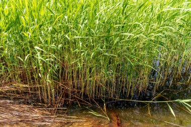 Phragmites australis, Poaceae familyasından bir bitki türü..