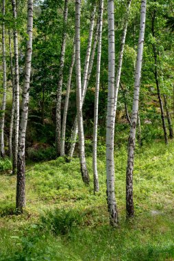 Orman. Betula pendula, genellikle gümüş huş ağacı, siğilli huş ağacı, Avrupa beyaz huş ağacı veya Doğu Asya beyaz huş ağacı olarak bilinir..