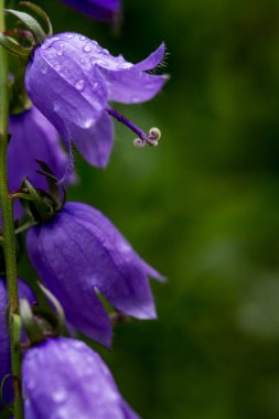 Campanula rotundifolia, İskoçya 'da bulunan bir çan çiçeğidir ve Campanulaceae familyasına ait bir çiçektir..