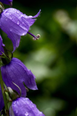 Campanula rotundifolia, İskoçya 'da bulunan bir çan çiçeğidir ve Campanulaceae familyasına ait bir çiçektir..