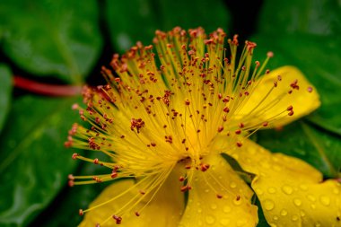 Hiperikum perforatum, St John 's wort olarak da bilinir, bazen St John' s wort veya St John 's wort olarak da bilinir, Hypericaceae familyasından bir bitki türü. Uzun ömürlü bir bitki..