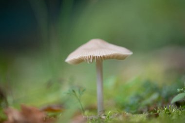Mycena galopus, Agaricales familyasından yenemeyen bir mantar türüdür..
