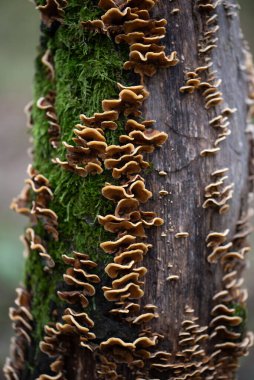 Steryum hirsutum (yaygın olarak sahte hindi kuyruğu, kıllı stereum veya kıllı perde kabuğu olarak da bilinir), kozalaklı ve yapraklı ağaçları enfekte eden bir mantar ve patojen türüdür..