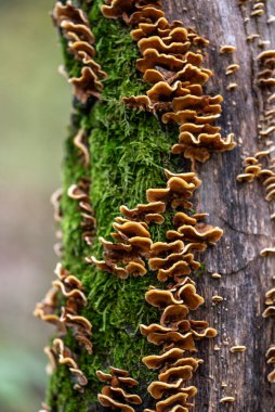 Steryum hirsutum (yaygın olarak sahte hindi kuyruğu, kıllı stereum veya kıllı perde kabuğu olarak da bilinir), kozalaklı ve yapraklı ağaçları enfekte eden bir mantar ve patojen türüdür..