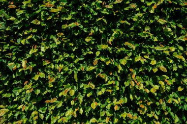 Güneş ışığında yemyeşil bir kayın çitinin yakınına.