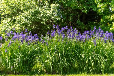Güneşli bir günde Iris versicolor (mor çiçekler).