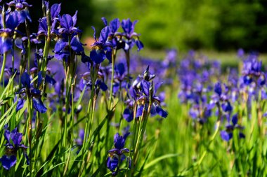Güneşli bir günde Iris versicolor (mor çiçekler).