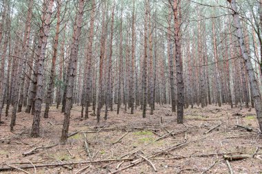 Manzara. Çam ormanı soğuk kış karsız