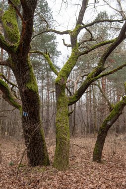 Çam ormanının ortasında yosun ağaçları.