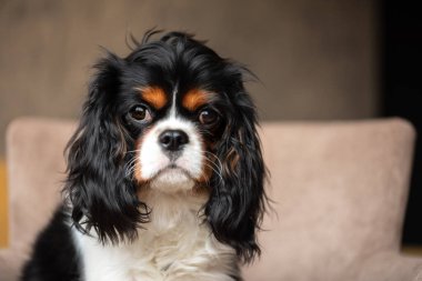 Üç renkli şövalye kral Charles Spaniel 'in portresi..