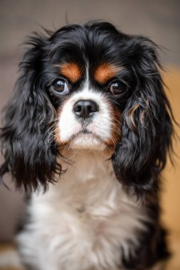 Üç renkli şövalye kral Charles Spaniel 'in portresi..
