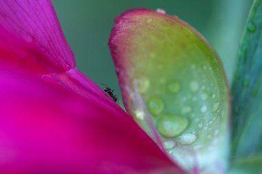 Çiçeklere yağmur damlası. Şakayıklı ya da şakayıklı karınca. Şakayık ya da şakayık, Paeoniaceae familyasındaki tek bitki türüdür..