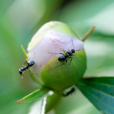Şakayıklı ya da şakayıklı karınca. Şakayık (