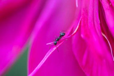 Şakayıklı ya da şakayıklı karınca. Şakayık (