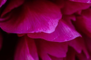 Çiçeklere yağmur damlası. Şakayık (