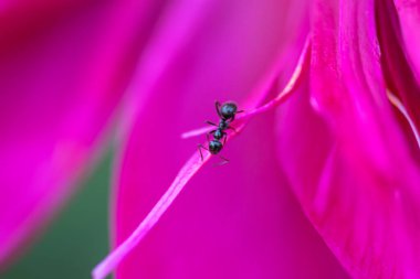 Şakayıklı ya da şakayıklı karınca. Şakayık (