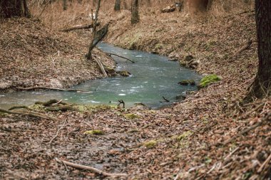 Donmuş kış deresi. Ormanda alışılmadık derecede soğuk ve kar yağışı olmayan bir günün manzarası.