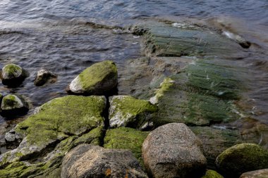 Suyun içinde yeşil deniz yosunlarıyla kaplı taşlar. Yumuşak şeffaf yansıtıcı su.