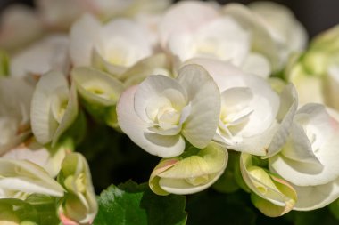 Hydrangea, Asya ve Amerika kıtasında yetişen 70 'ten fazla çiçekli bitkiden oluşan bir cinstir. Hydrangea, kedigiller (Felidae) familyasından bir kuş türü..