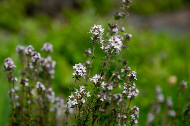 Yastık kekiği, Thymus caespitius ince, ağaçsı gövdeleri üzerinde küçük, kıllı, orta yeşil yaprakları olan gevşek yastıklı bir alt çalılıktır. Küçük, soluk morumsu pembe çiçekleri yazın kısa kümeler halinde açar..