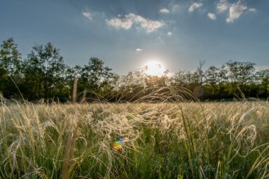 Stipa sahada. Çimler rüzgarda savruluyor. Stipa, tüylü ot, iğne otu ve mızrak otu olarak bilinen 141 adet uzun ömürlü hermafroditik otun cinsidir..