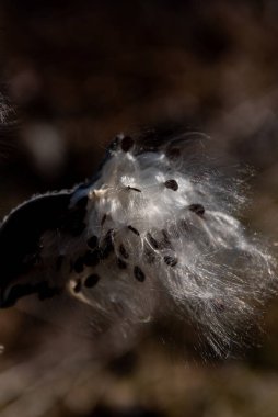 Asclepias syriaca, yaygın olarak bilinen adıyla süt otu, kelebek çiçeği, ipekotu, ipeksi kırlangıç otu ve Virginia ipek otu. Tohumlar folikülden çıkıyor. Asclepias syriaca 'lı Pappus