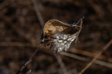 Asclepias syriaca, yaygın olarak bilinen adıyla süt otu, kelebek çiçeği, ipekotu, ipeksi kırlangıç otu ve Virginia ipek otu. Tohumlar folikülden çıkıyor. Asclepias syriaca 'lı Pappus