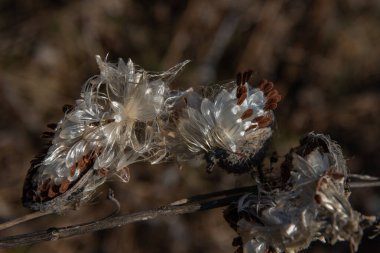 Asclepias syriaca, yaygın olarak bilinen adıyla süt otu, kelebek çiçeği, ipekotu, ipeksi kırlangıç otu ve Virginia ipek otu. Tohumlar folikülden çıkıyor. Asclepias syriaca 'lı Pappus