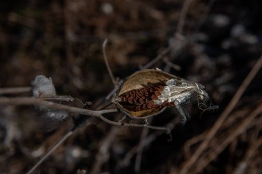Asclepias syriaca, yaygın olarak bilinen adıyla süt otu, kelebek çiçeği, ipekotu, ipeksi kırlangıç otu ve Virginia ipek otu. Tohumlar folikülden çıkıyor. Asclepias syriaca 'lı Pappus