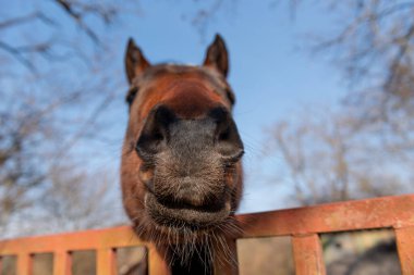 Kahverengi atın komik portresi, seçici odaklanma