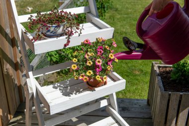Klasik bir plastik sulama kutusu kullanarak terasta çiçekleri sulamak. Baharda evde yetişen aşçılık bitkileri için bakım.