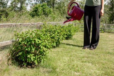 Beyaz krem hortensi (